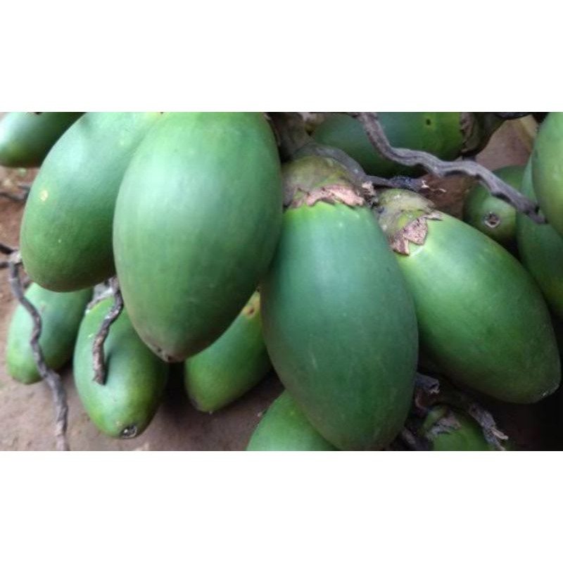 

Jambe/pinangmudasegar500gram