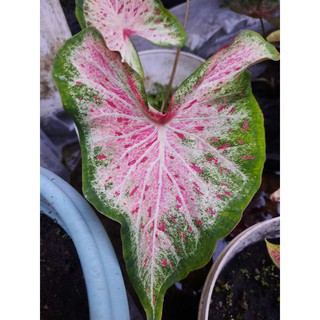 Tanaman Hias Caladium Red Beauty Keladi Shopee Indonesia