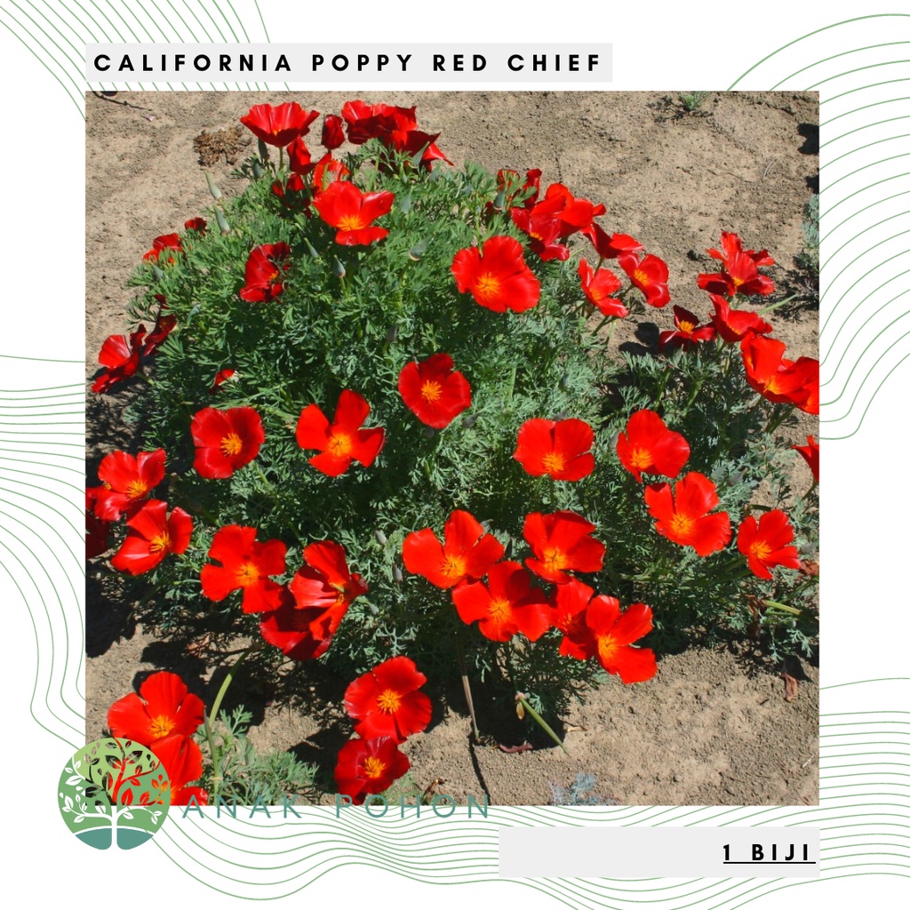 Benih Bibit Biji - Bunga California Poppy Red Chief (Eschscholzia californica) Flower Seeds - IMPORT