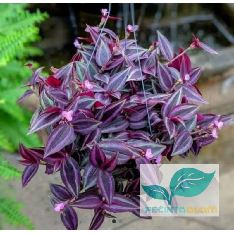 Tanaman hias gantung zebrina /tanaman gantung zebrina ungu/tanaman hias hidup