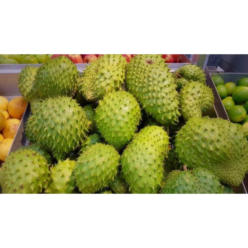 

BSM | TERMURAH Buah Sirsak Matang 500gr - 1kg / Sirsak Matang Segar / Buah Sirsak