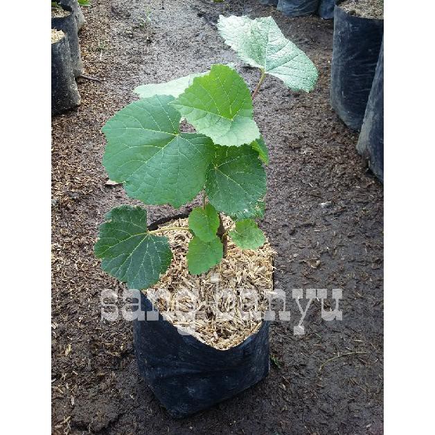 Bibit Tanaman Buah Anggur Merah G3P