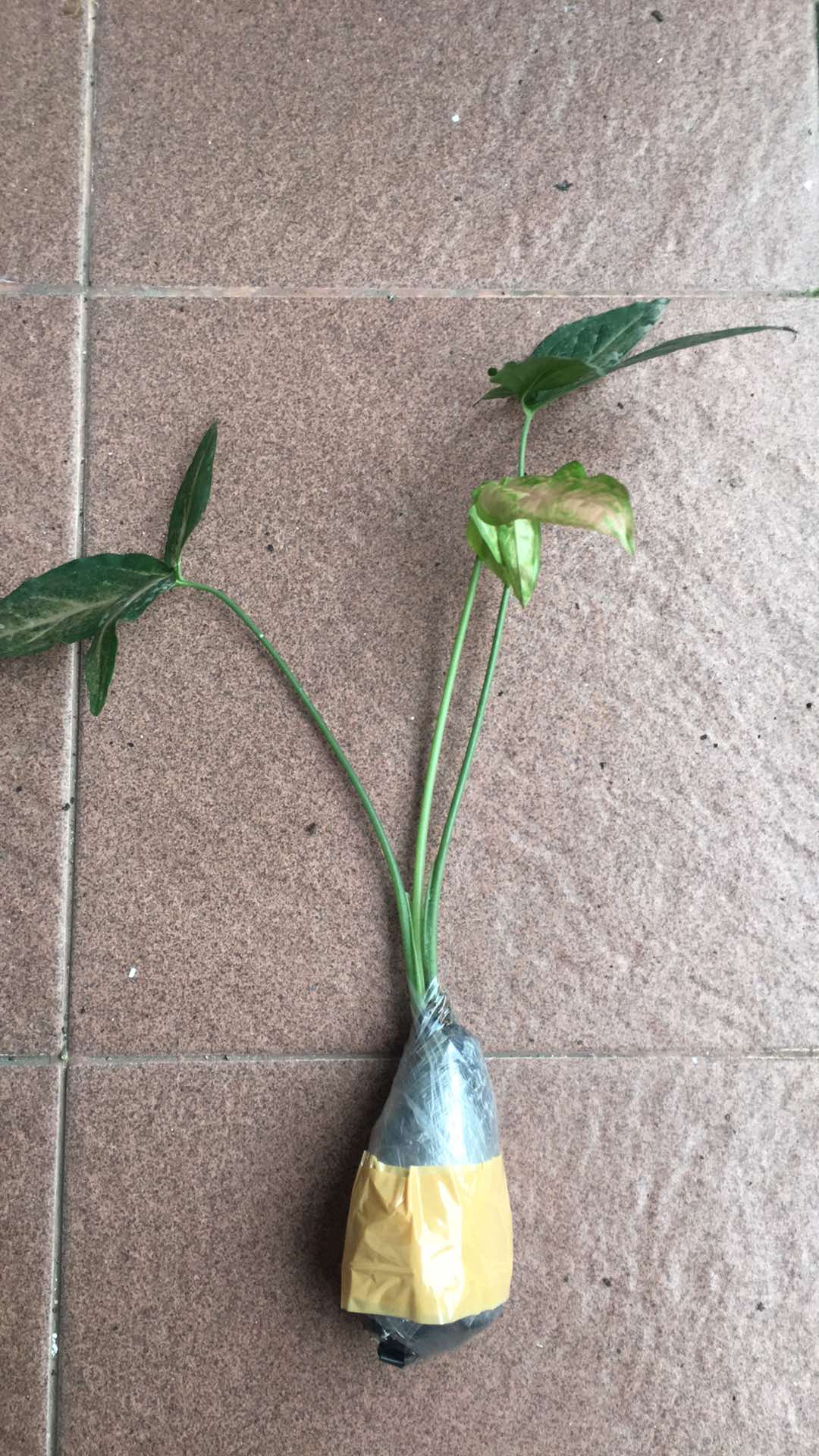 Syngonium neon Robusta - Tanaman Hias Singonium Pink / Indoorplant