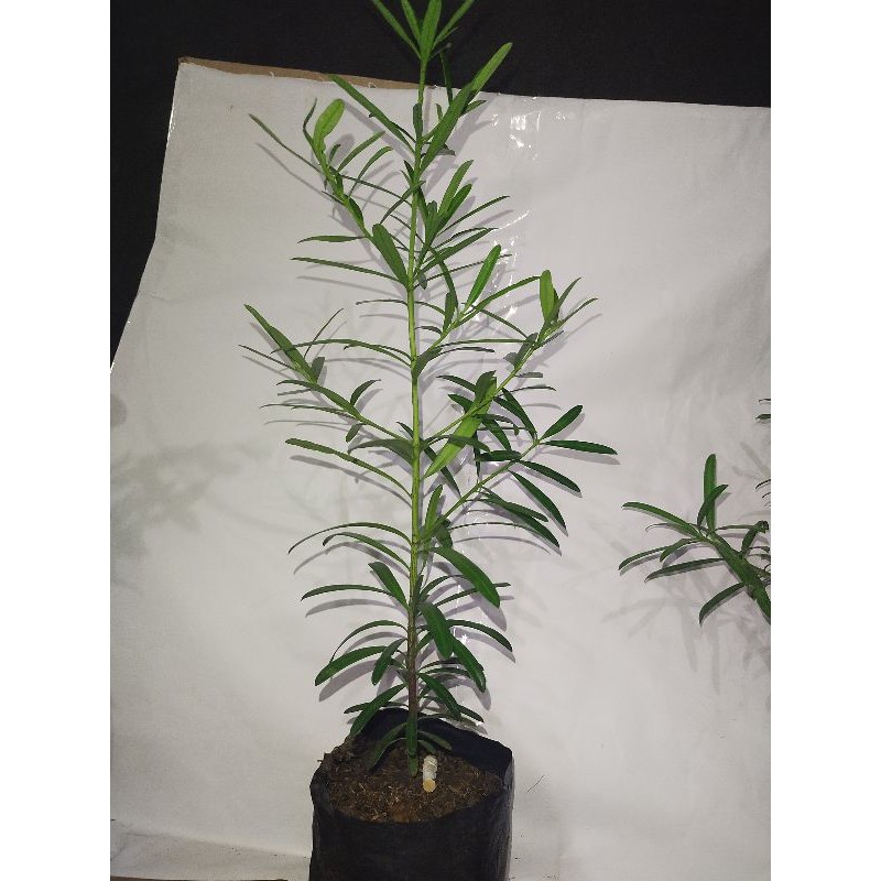 bibit lohansung kapsul semai biji