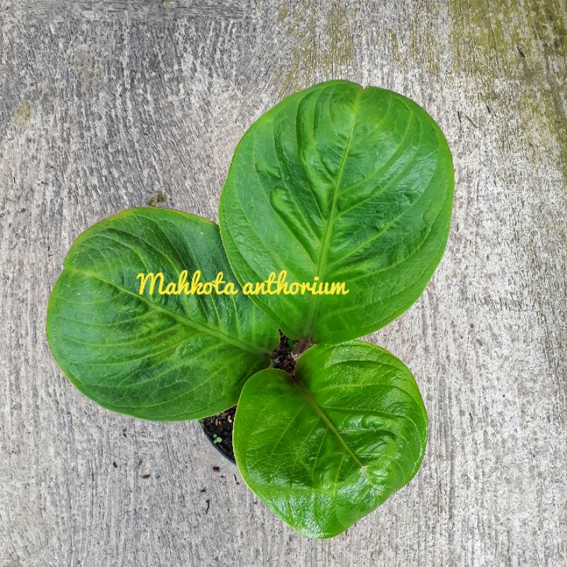 Jemani Mangkok Tornado