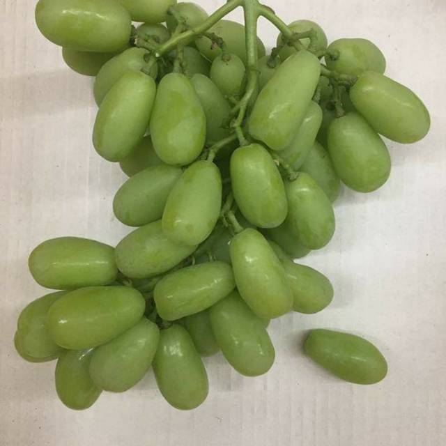 Bibit anggur import arra 15