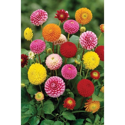 Biji Benih Bunga Dahlia Mix