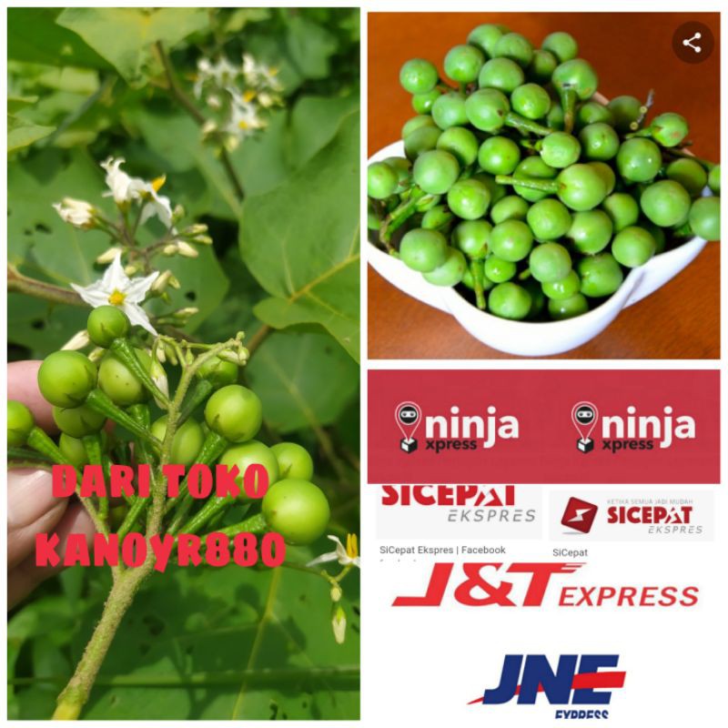 

BUAH TERUNG PIPIT ATOU TEKOKAK MUDA