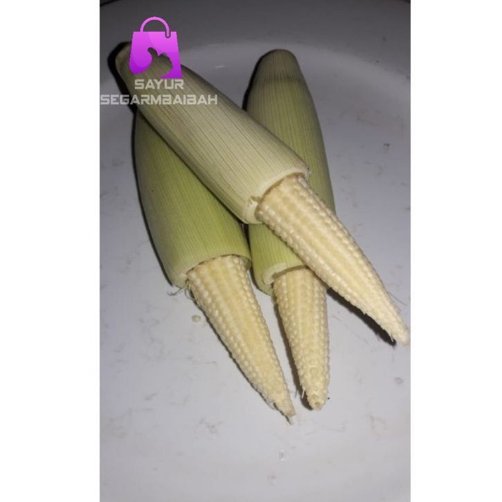 

jagung-putren/jagung muda