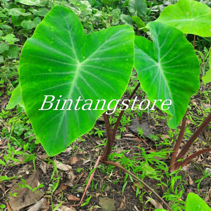 Jual daun talas hitam 40 lembar