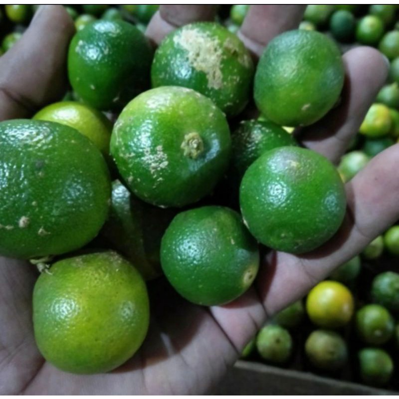 

Buah jeruk songkit atau lemon cui 1kg