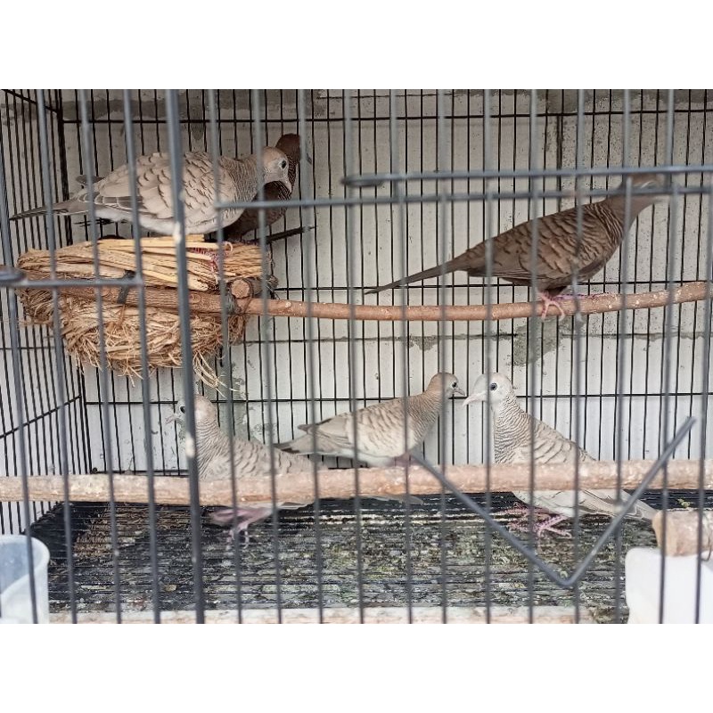 perkutut silver tua