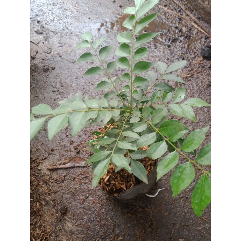 tanaman kari / daun kari salam koja