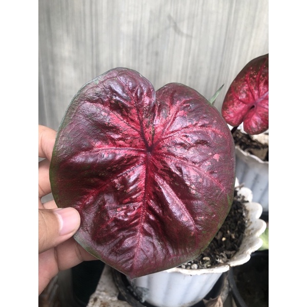 Caladium red Devil Remaja Besar sesuai foto