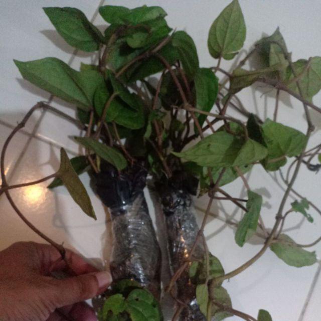 Tanaman Hias Pohon Sirih/pohon Herbal