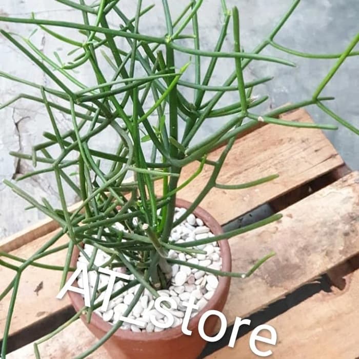 tanaman hias patah tulang - tanaman herbal patah tulang