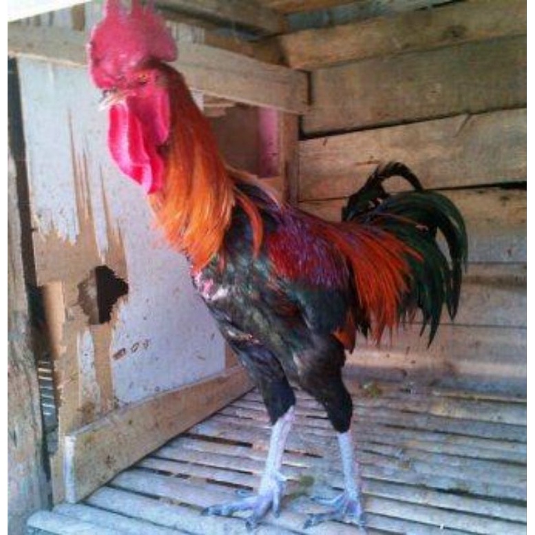 

TELUR AYAM HIAS PELUNG JUMBO SIAP DI TETASKAN