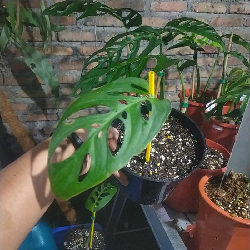 Monstera esqueleto original