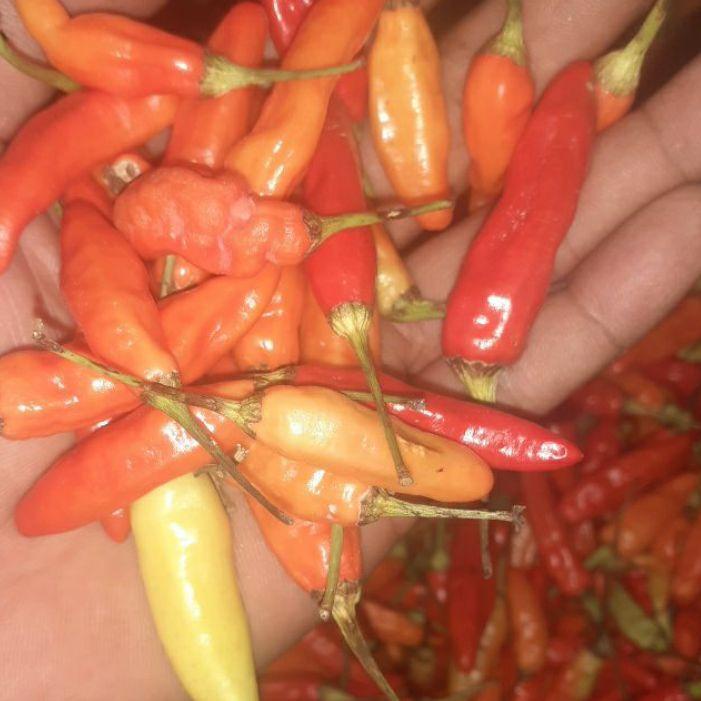 

Baru - CABAI / CABE RAWIT MERAH