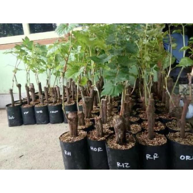 Bibit Tanaman Buah Anggur Yellow Belgia Hijau Pah1Ng V1C