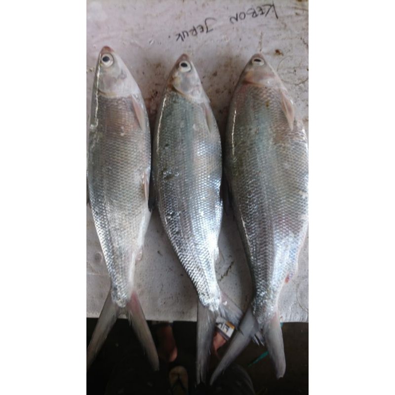 

ikan bandeng