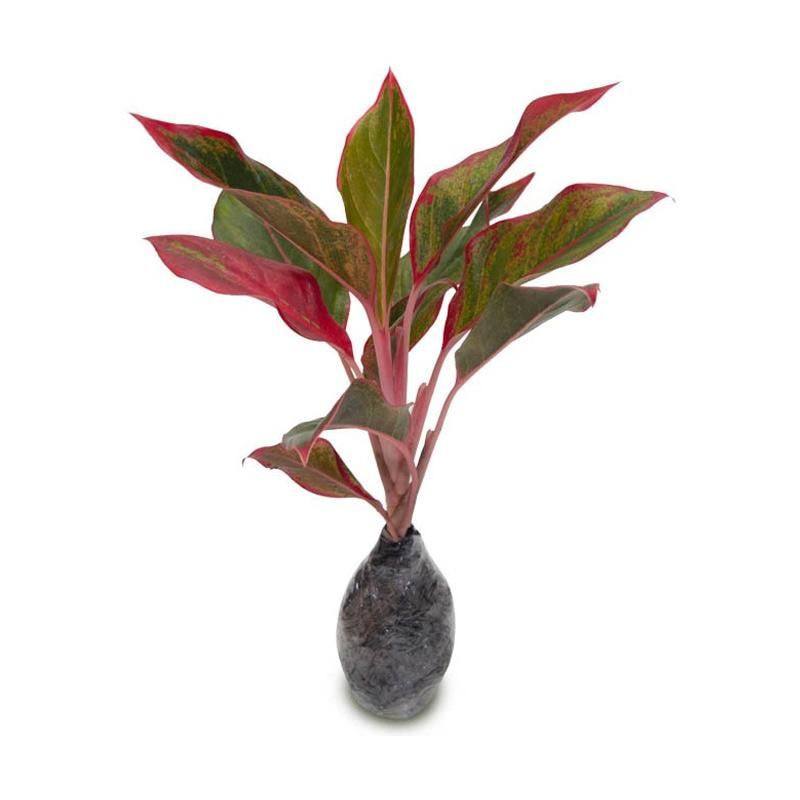 Tanaman hias aglonema lipstik / aglonema lipstik / tanaman aglonema lipstik / pohon hias aglonema