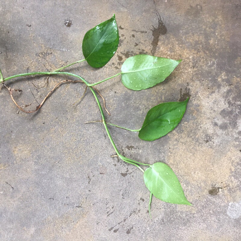 Monstera obliqua rambat