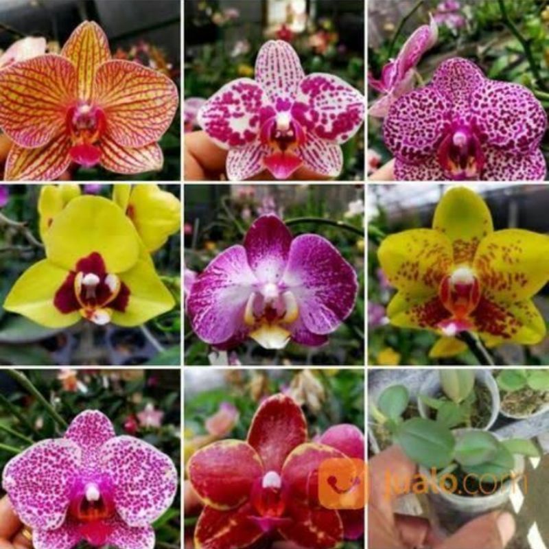 angbul  koleksian spike kenop