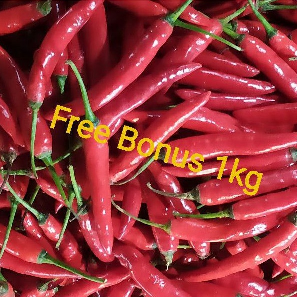 

Cabe Merah 1 kg + Gratis Bonus