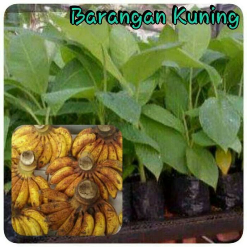 bibit pisang barangan