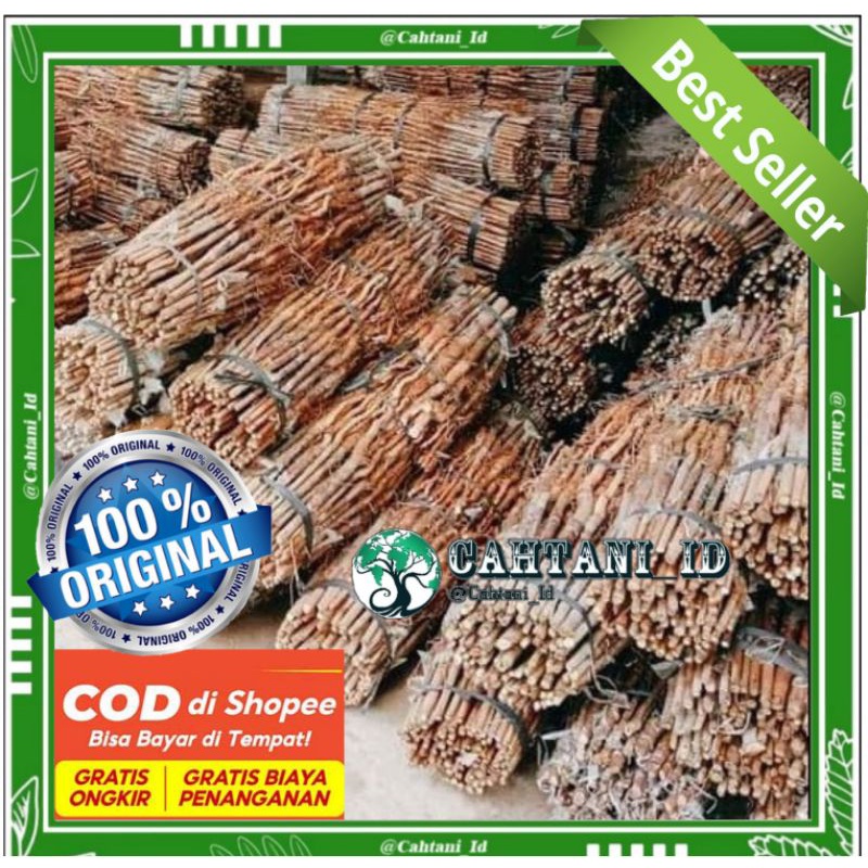 Bibit Karet Unggul PB260 pengantaran khusus area Kalbar