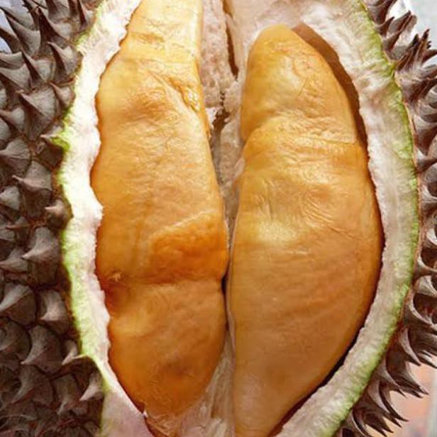 

#promo# BIBIT DURIAN UDANG MERAH #muraaaah#buruaaan