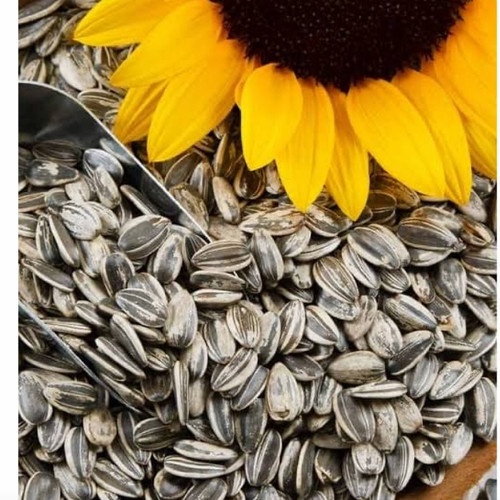 25 Benih Biji Bunga Matahari Jumbo /matahari besar