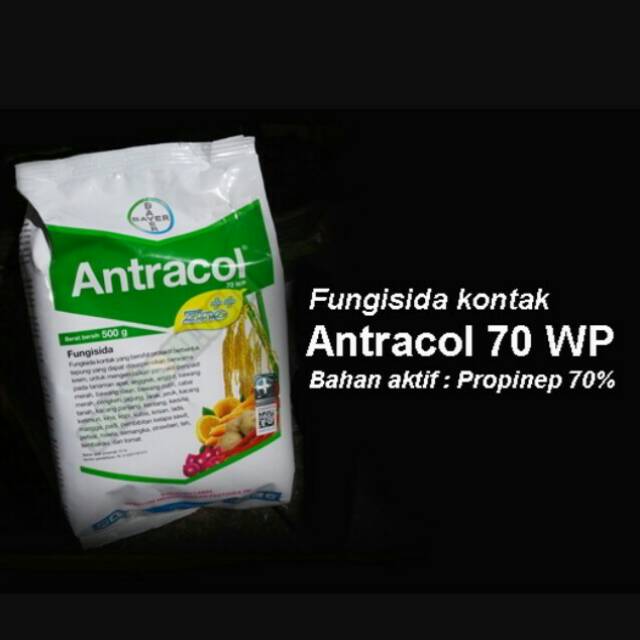 Fungisida Antracol 250 gr