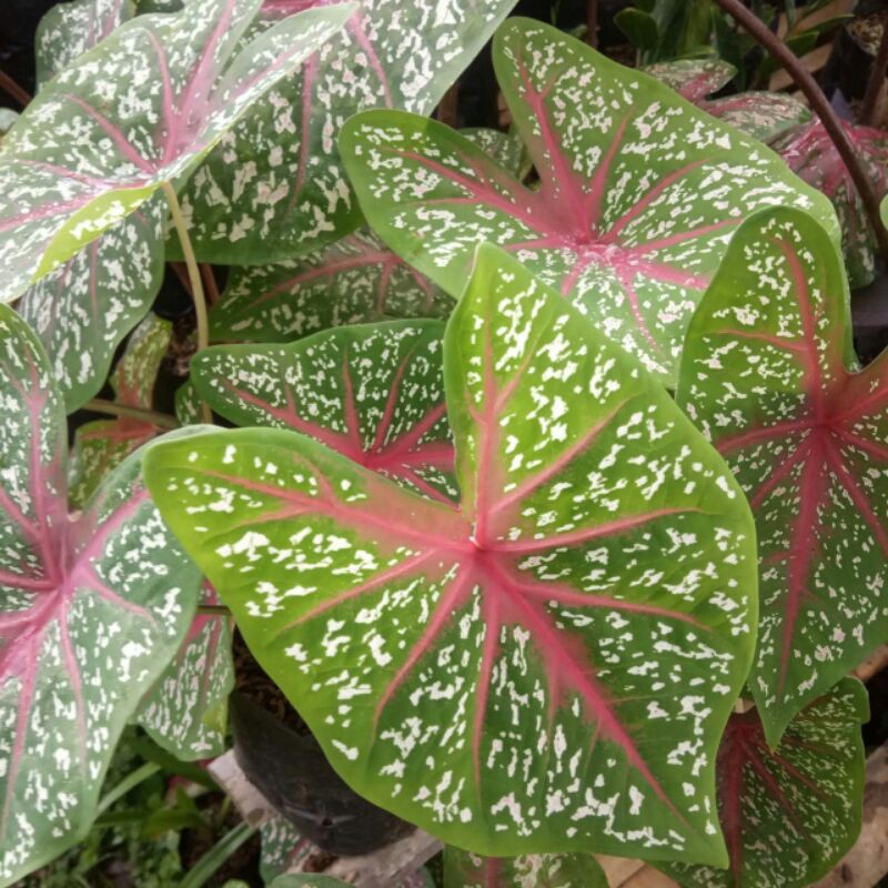 keladi red star - caladium