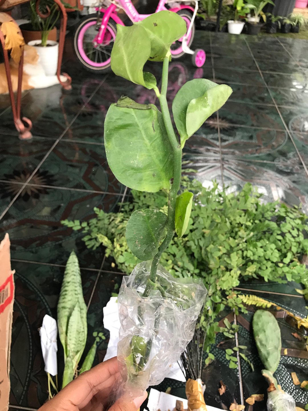 Tanaman Hias Indoor Outdoor Zigzag Hijau