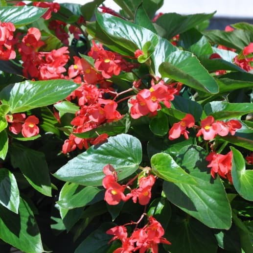 tanaman hias begonia bunga merah - bibit begonia bunga merah
