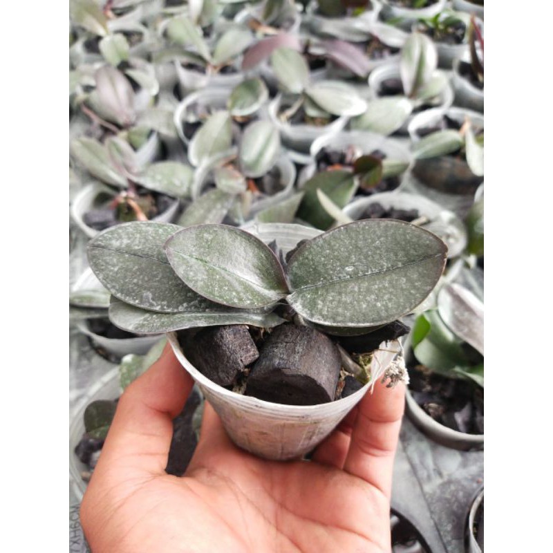 Anggrek Bulan Remaja Hybrid / Anggrek Bulan Taiwan