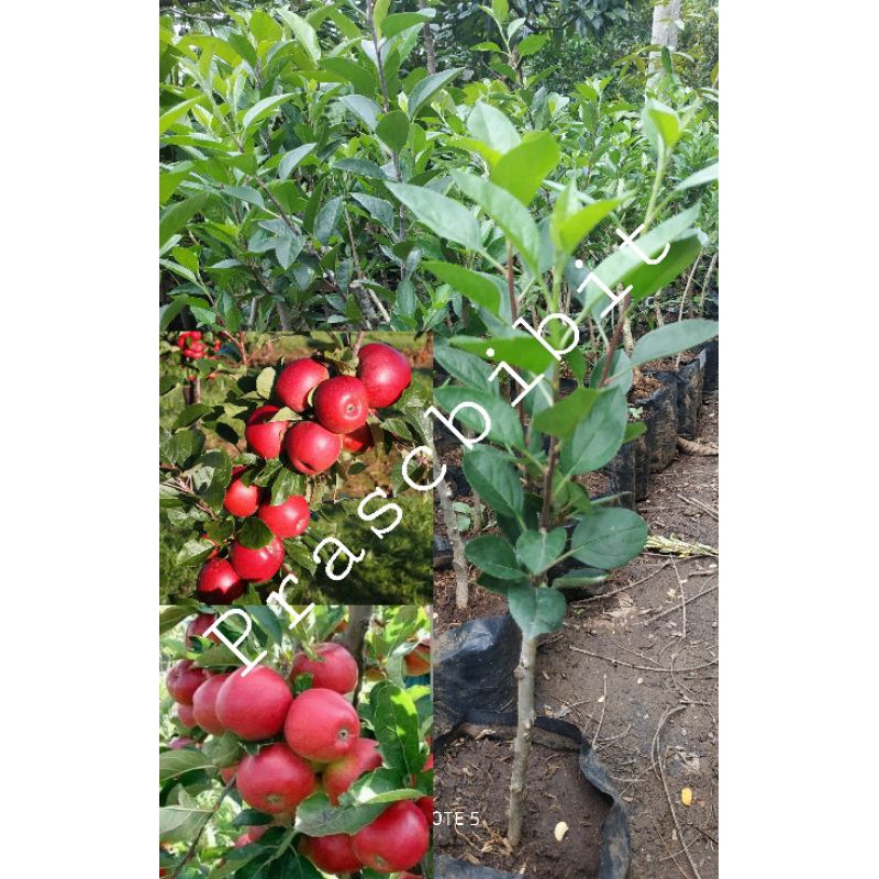 Bibit Apel Fuji merah cangkok cepat berbuah