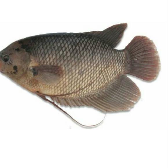 

✈ Ikan Gurame FRESH ~ 700 gram [GROSIR] ➨