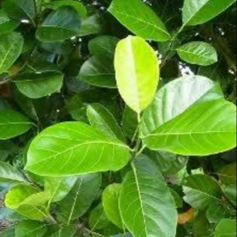 

Daun Nangka Segar 500 gram Termurah