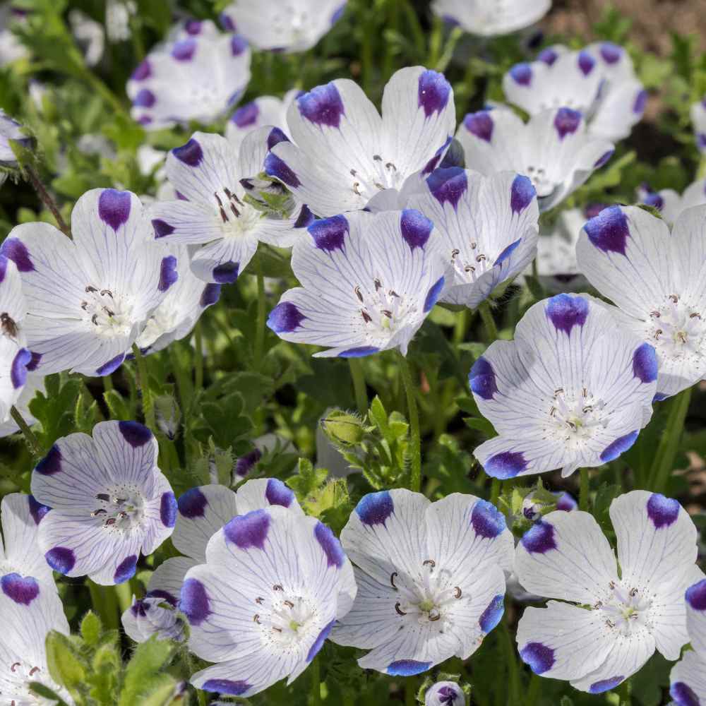 Benih Bibit Biji - Bunga Nemophila Five Spot Flower Seeds - IMPORT