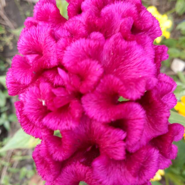  ayam  Bunga Jengger Ayam  Ungu