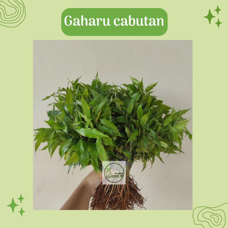 Paket 50 bibit gaharu cabutan bibit pohon gaharu bibit kayu gaharu malaccensis Kedai bibit.id