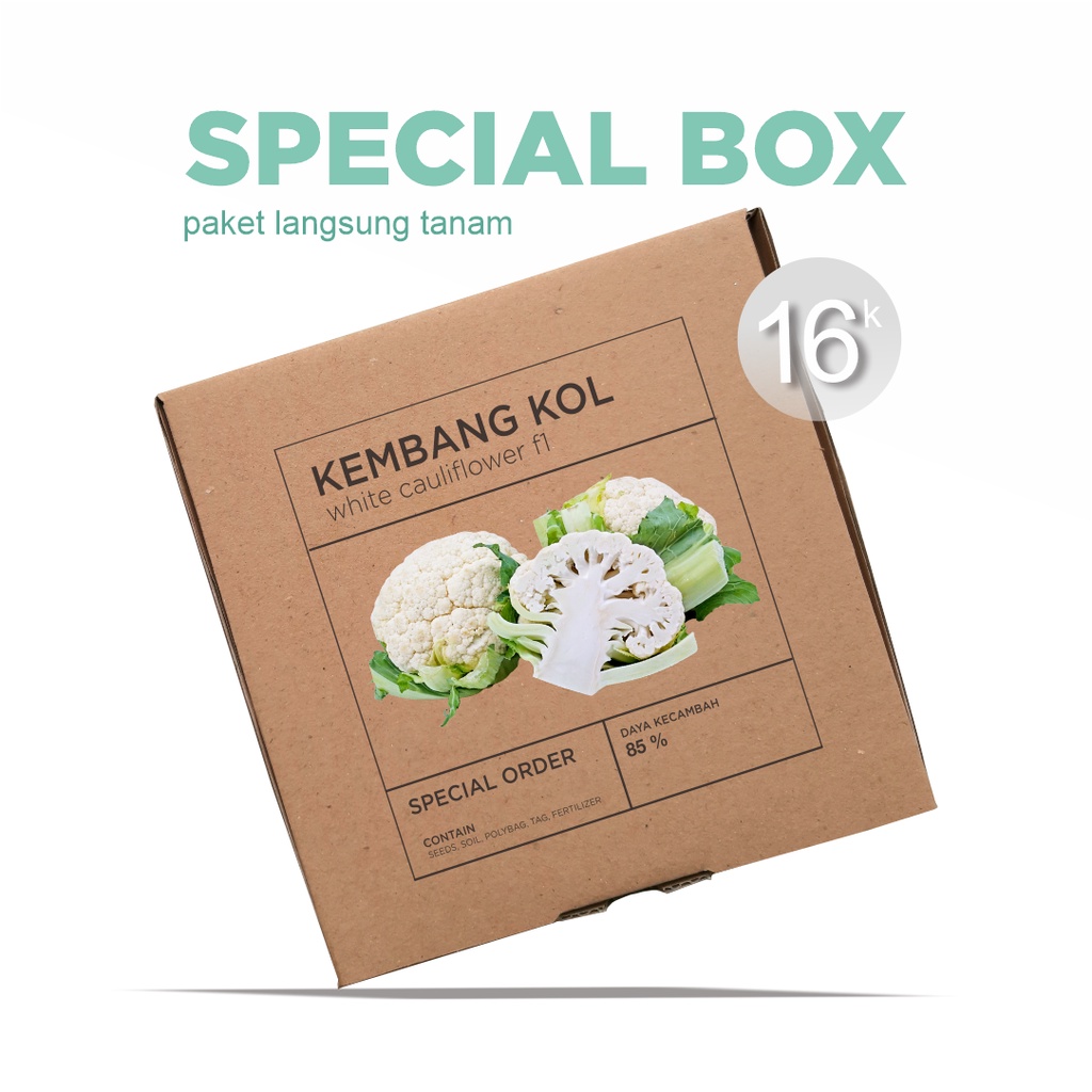 Paket Langsung Tanam - Gardening Kit - SPECIAL BOX - Benih Kembang Kol F1 / Bunga Kol Putih Seeds