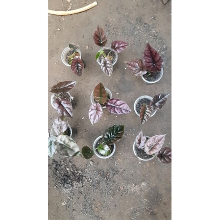 Alocasia Infernalis Red