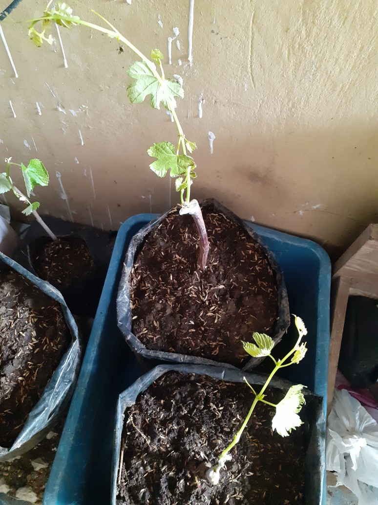 Bibit Anggur Import Beny Pizutello (grafting Asli)