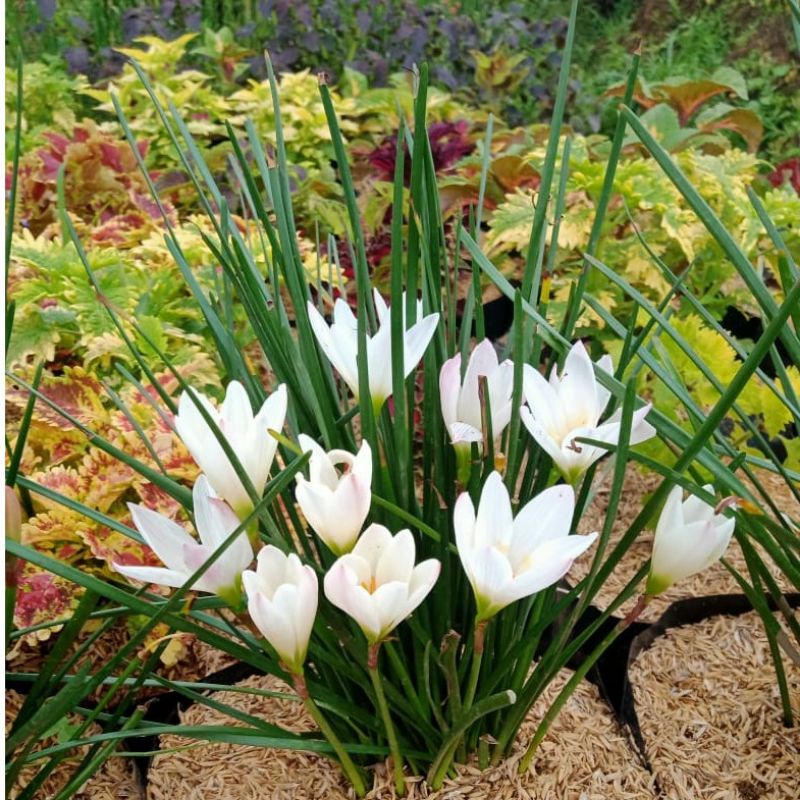 Tanaman hias bunga kucai tulip bunga putih kucai bunga/Tanaman hias hidup kucai