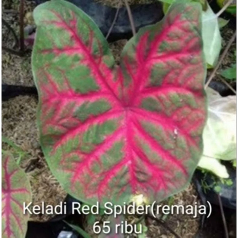 caladium red spider Thailand series