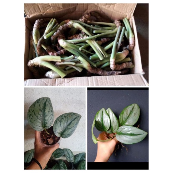 

paket3,BonggolanBisma//scindapsusSilverFlash//scindapsusMoonlight